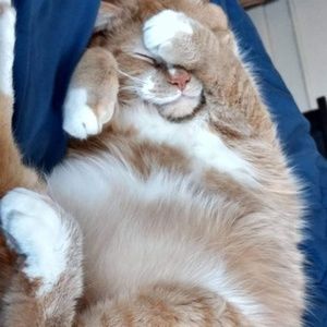 Meet your Posher, Adam